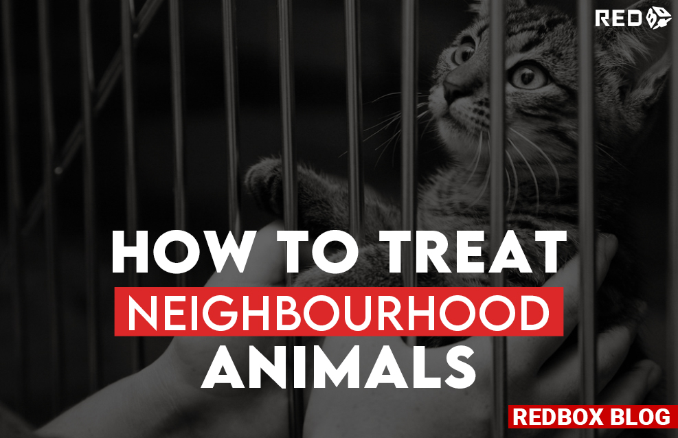 How to Treat Neighborhood Animals |RedBox 